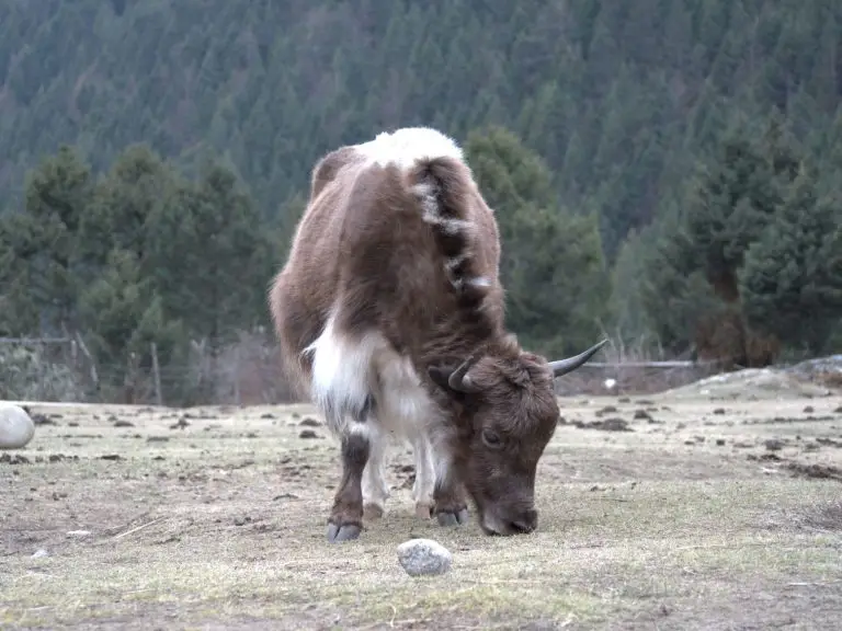 yak
